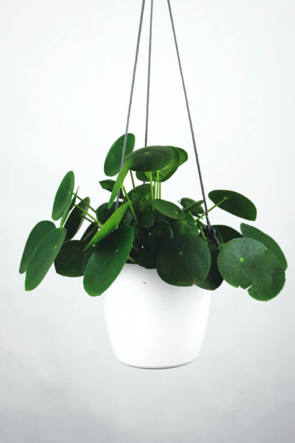 Pilea Peperomioides - Imagen 2